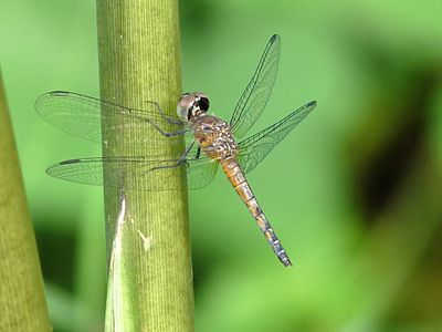 Brachydiplax chalybea female