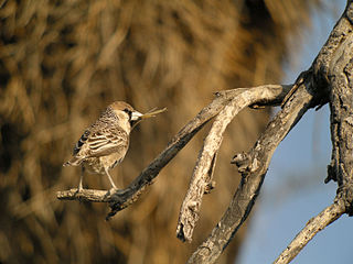 Adult arriving with nesting material