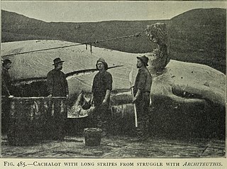 #73 (15/8/1903) Sperm whale in whose jaws a giant squid tentacle fragment was found (Murray & Hjort, 1912:652, fig. 485). The "long stripes" visible on the head consisted of putative giant squid sucker scars around an inch (2.5 cm) across.