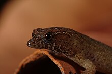 Close-up left profile of a Virgin Islands dwarf sphaero