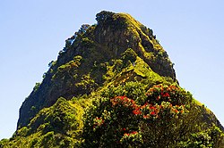 生物存活于石山之上