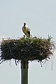 A stork in Roderwolde