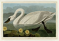 411. Common American Swan