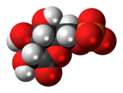 6-磷酸葡糖酸内酯的分子模型