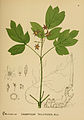 Colored plate from Millspaugh’s American Medical Plants showing anatomical detail of flower and creeping rhizome