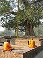 在喜智菩提树下冥想的僧人