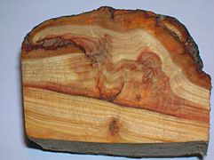 A longitudinal section through a larch burl from Ayrshire, Scotland