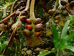 Fertilized megasporangia with developing seeds