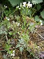 Cardamine flexuosa