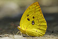 黄色银纹型雌蝶