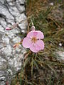 Dianthus sylvestris