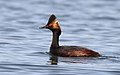 Eared Grebe - Sonoma County, California