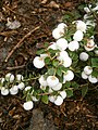 Gaultheria mucronata 'Wintertime'