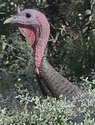 Goulds Wild Turkey with Snood