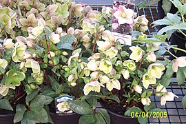 Lenten rose - Helleborus