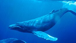 Humpback whale (Megaptera novaeangliae)