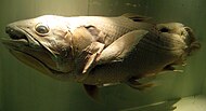 Preserved specimen of a coelacanth