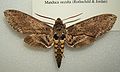 Manduca occulta