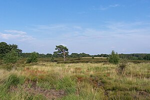Heathland with sparsely scattered bushes