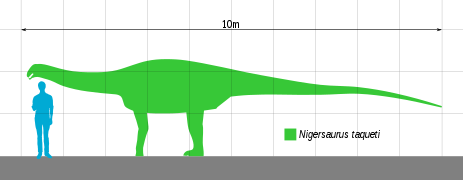 Nigersaurus, the skeletal already has a man for reference, but I thought that it might be nice to have a fully extanded sauropod on a grid.