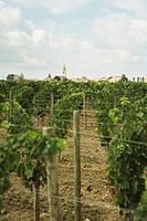 Pétrus vineyards.
