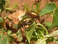 mating pair