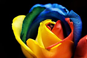 呈现光谱色的彩虹玫瑰