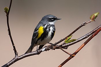 Myrtle warbler