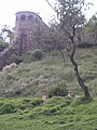 Lions in the hill enclosure