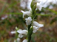 Spiranthes sheviakii