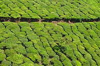Beautiful tea estates in Munnar