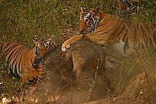 Two tigers attacking a boar