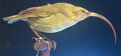 A display of a stuffed Kauaʻi ʻakialoa bird