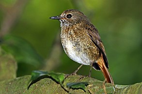 female