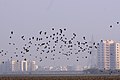 Starling murmuration at Basai