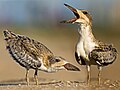 Juveniles at four weeks. They are distinguished from adults by the white speckled pattern on their wings and body.