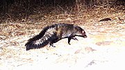 Black and white mongoose with big tail