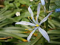 Camassia cusickii close-up