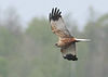 A male western marsh harrier