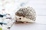 Domesticated Baby Hedgehog