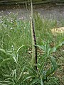 Dracunculus vulgaris bud