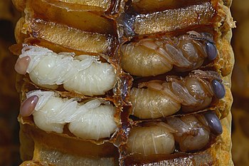 Bee pupae