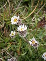 Erigeron uniflorus