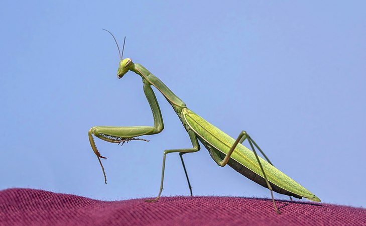 雌性薄翅螳螂（Mantis religiosa）。