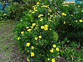 Euryops chrysanthemoides