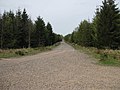 Forestry road to Crabtree Hill