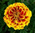 French Marigold—October Birthday Flower—Tagetes patula