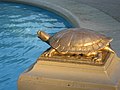 Gage Park Waterfountain, turtle statuette