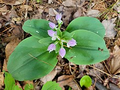 Galearis spectabilis