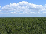 Pocosin forested by pond pines and white cedars